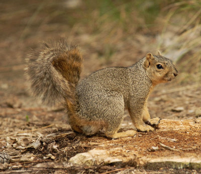 Mr. Squirrel