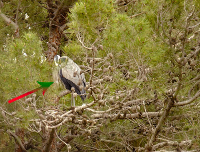 Great Blue Heron perching away from nest