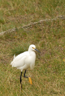 Egret out of water