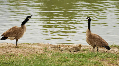 Canadian Geese