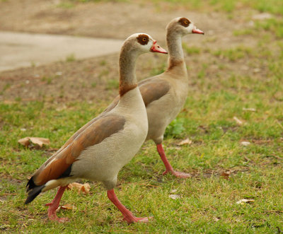 Egyptian Geese on the march