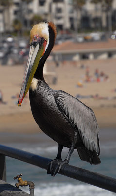 Pelican at nearby Huntington Beach