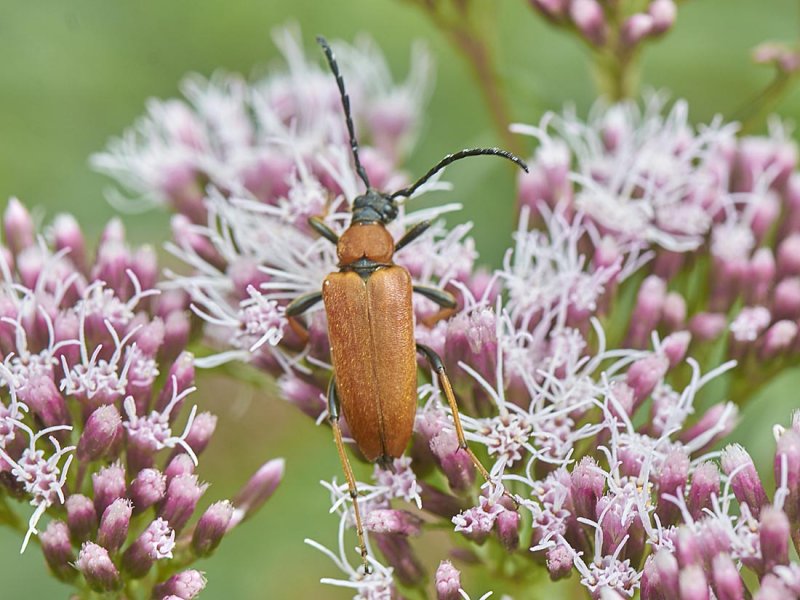 Stictoleptura rubra