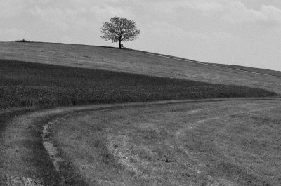 Tree on the Hill