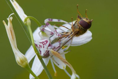 Thomisus onustus