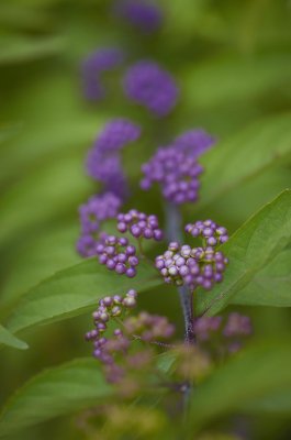 Lilac Fruit