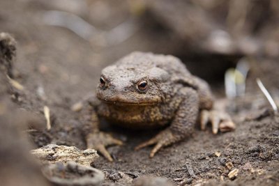 Common Toad
