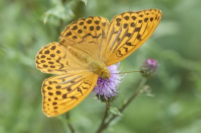 Argynnis paphia