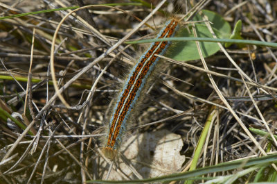 Malacosoma neustria