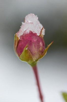 First Snow