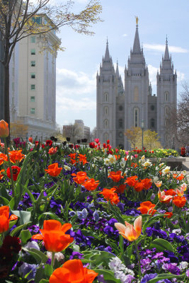 Tulips and the Temple