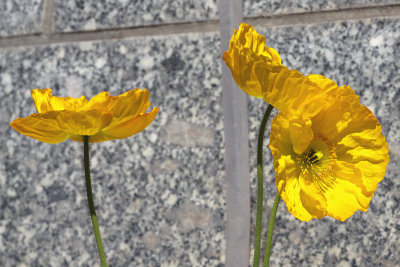 Poppies Against the Wall