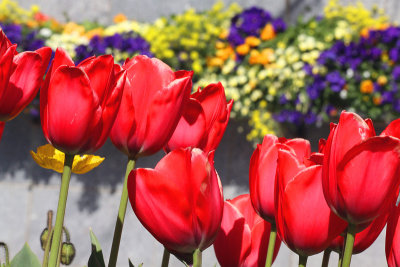 A Row of Tulips