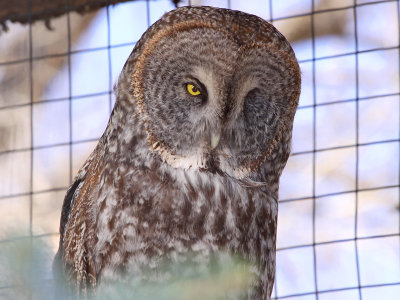 One Eyed Great Grey Owl