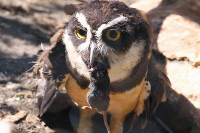 Spectacled Owl Having Lunch