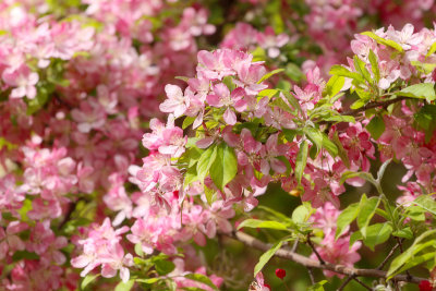 Pink Crab Apple Blossoms