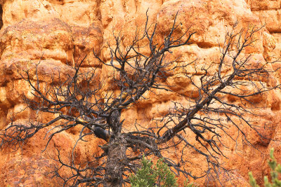 Tree in Red Canyon