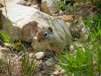 Marmot Looking for a Handout