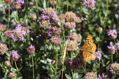 Butterfly in the Sun