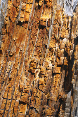 Textures in Wood