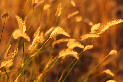 Grass Heads at Sunset