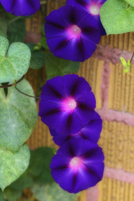 Morning Glories Against the Brick