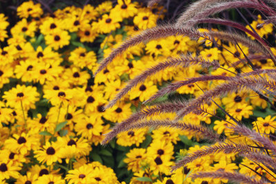 Grasses and Black Eye Susans