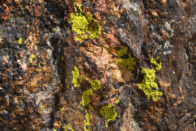 Lichen and Rock