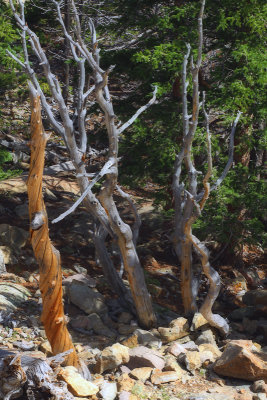 Juniper Skeleton