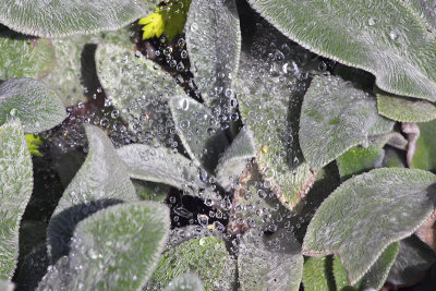 Spiderweb and Dew