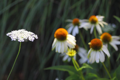 Queen Anne's Lace