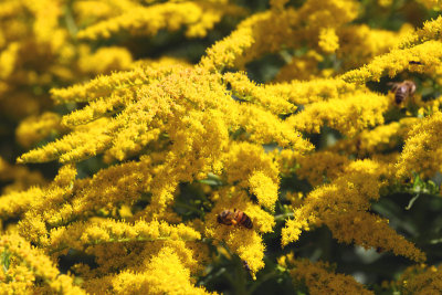 Goldenrod