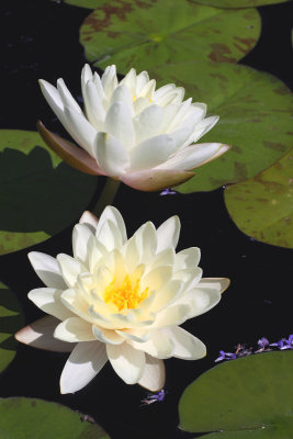 A Pair of Water Lilies