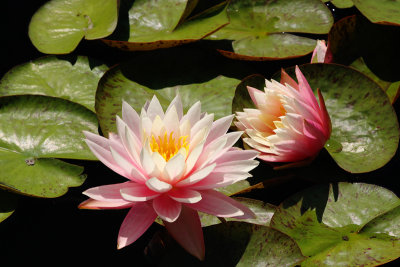 Pink Water Lilies