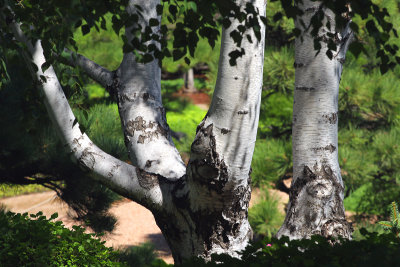 Aspen Trunks