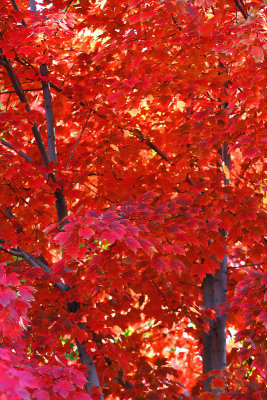 Crimson Maple Leaves