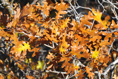 Scrub Oak Leaves