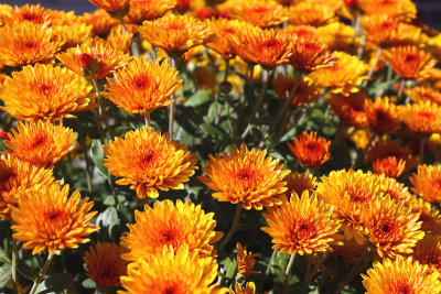 Bronze Chrysanthemums