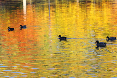 Ducks in Abstract Color