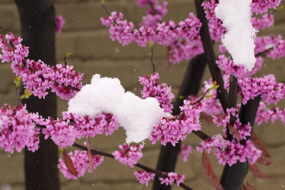 Snow on the Redbud Branches