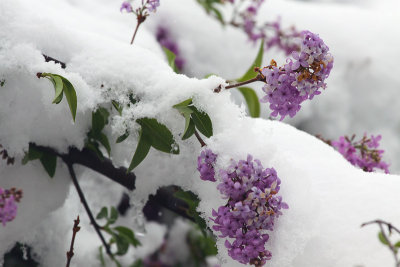 Snow and Lilacs