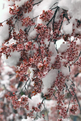 Crabapples and Snow