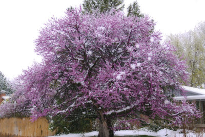 Perfect Redbud in Snow