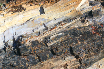 Petrified Wood