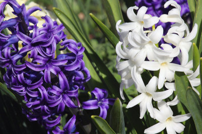 Purple and White Varieties