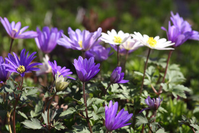 More Purple and White