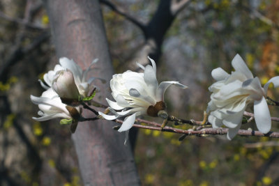 Tulip Tree Blossoms