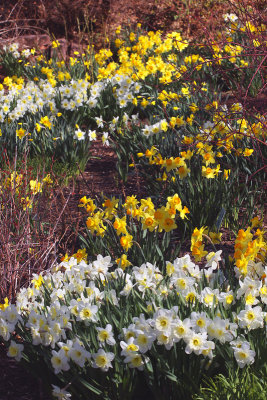 Fields of Daffodils