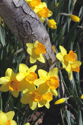 Daffodils and Cherry Tree