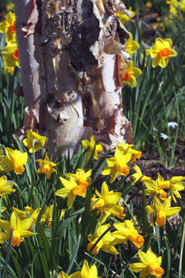 Daffodils and Paper Birch Trunk